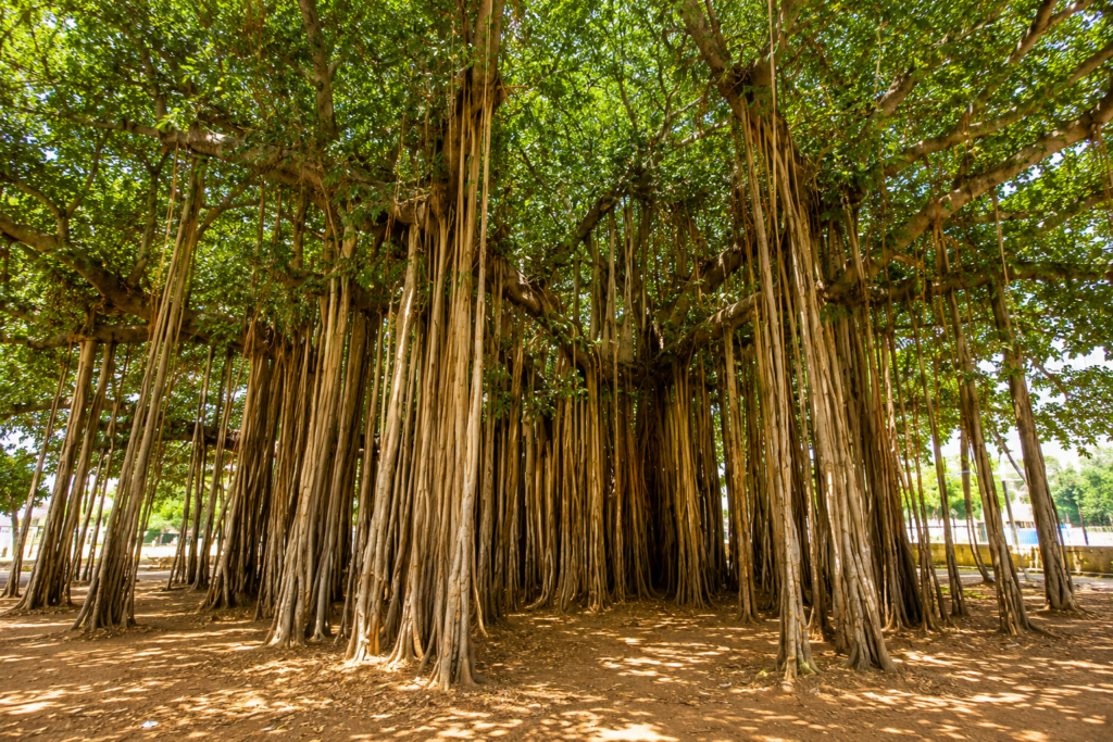 Top Tourist Places in Anantapur (2026) Tourist Places in Anantapur: Thimmamma Marrimanu – The World's Largest Banyan Tree